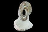 Early Devonian Ammonoid (Anetoceras) - Tazarine, Morocco #154319-2